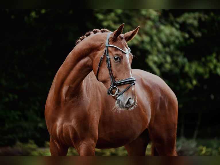 Oldenburg Gelding 4 years 17 hh Chestnut-Red in Riedstadt