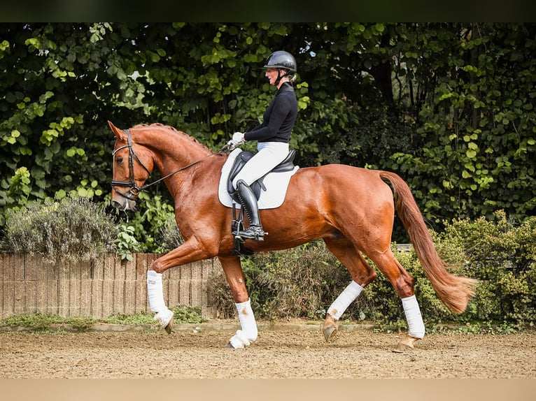 Oldenburg Gelding 4 years 17 hh Chestnut-Red in Riedstadt