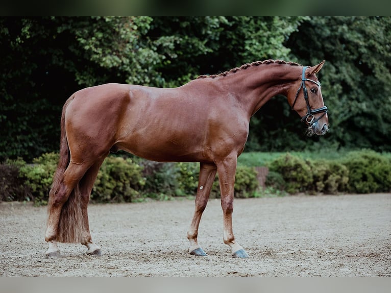 Oldenburg Gelding 4 years 17 hh Chestnut-Red in Riedstadt
