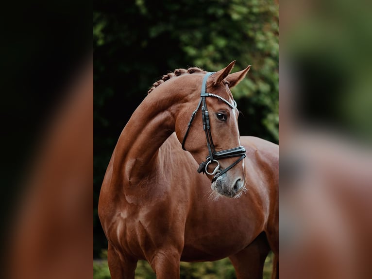 Oldenburg Gelding 4 years 17 hh Chestnut-Red in Riedstadt