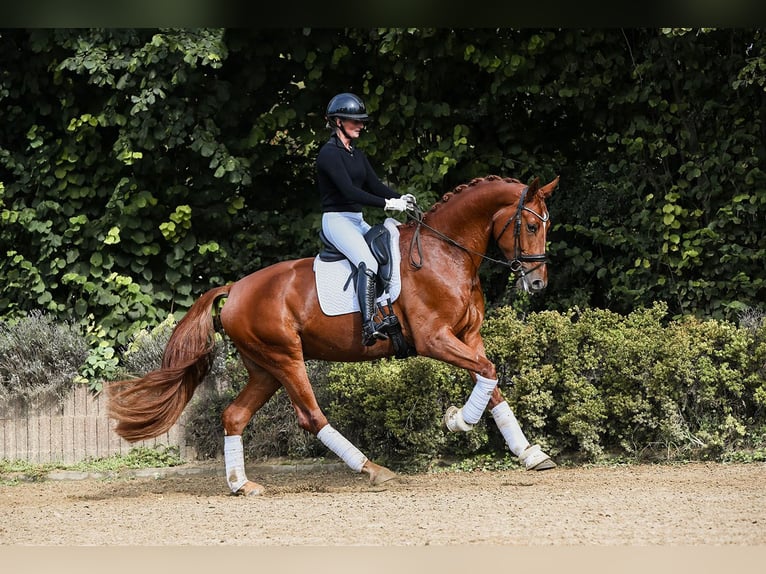 Oldenburg Gelding 4 years 17 hh Chestnut-Red in Riedstadt