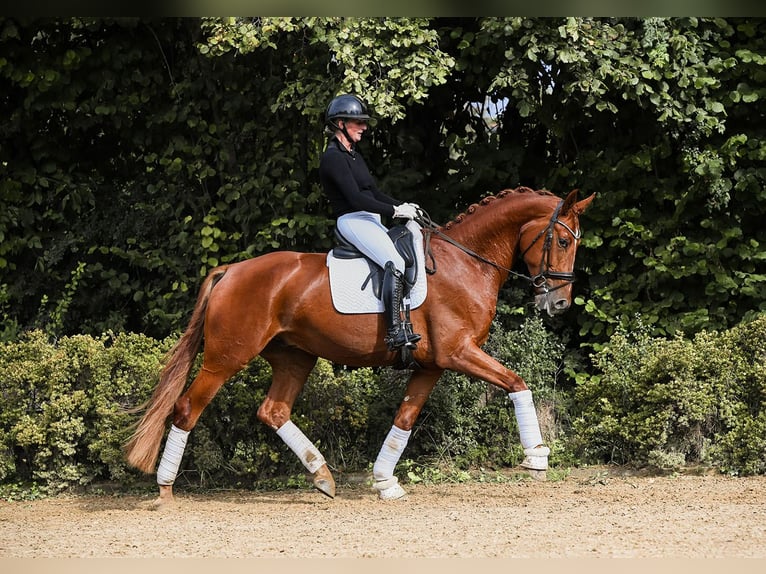 Oldenburg Gelding 4 years 17 hh Chestnut-Red in Riedstadt