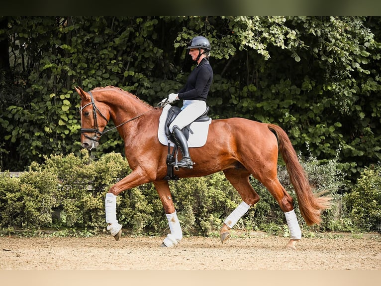 Oldenburg Gelding 4 years 17 hh Chestnut-Red in Riedstadt