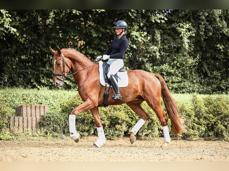Oldenburg Gelding 4 years 17 hh Chestnut-Red in Riedstadt