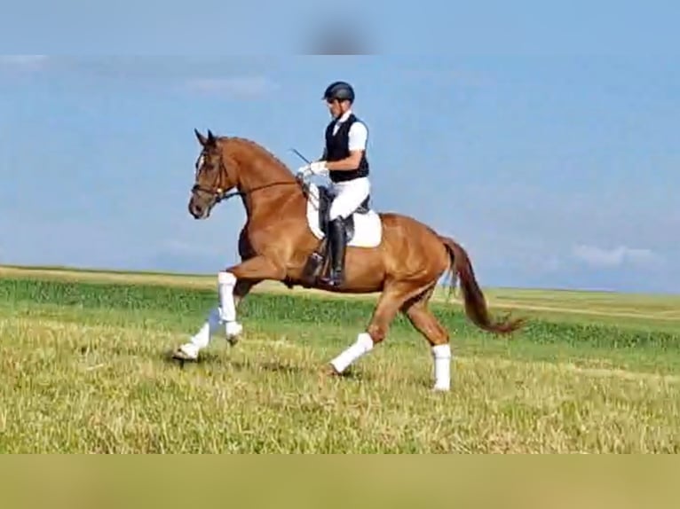 Oldenburg Gelding 4 years 17 hh Chestnut-Red in Kirchdorf