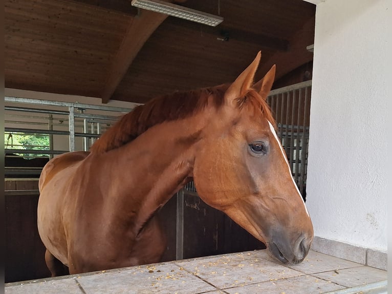 Oldenburg Gelding 4 years 17 hh Chestnut-Red in Kirchdorf