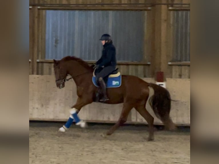 Oldenburg Gelding 4 years 17 hh Chestnut-Red in Pfaffenhofen Weiler