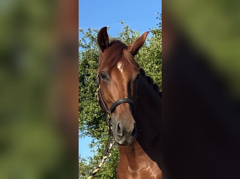 Oldenburg Gelding 4 years 17 hh Chestnut-Red in Pfaffenhofen Weiler