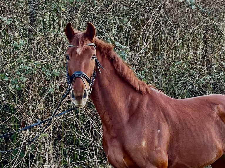 Oldenburg Gelding 4 years 17 hh Chestnut-Red in Pfaffenhofen Weiler