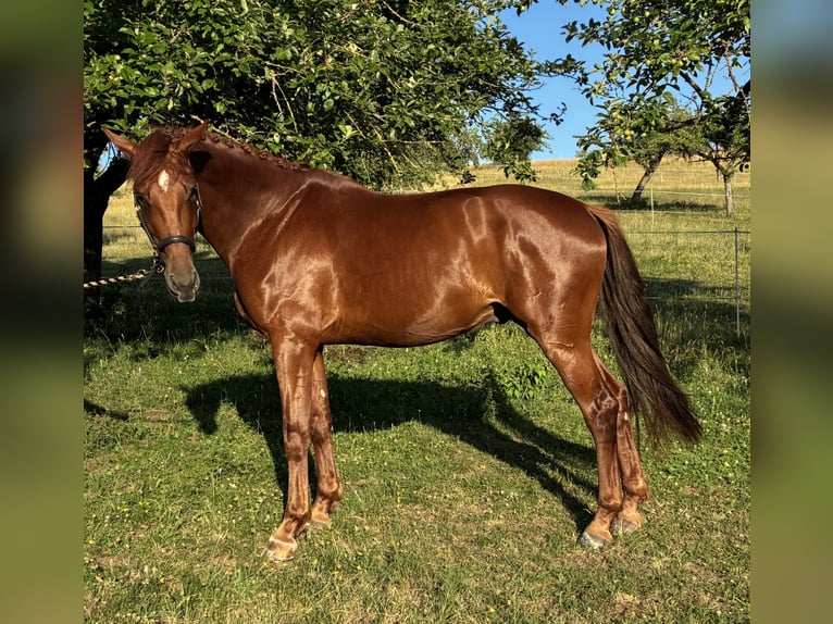 Oldenburg Gelding 4 years 17 hh Chestnut-Red in Pfaffenhofen Weiler