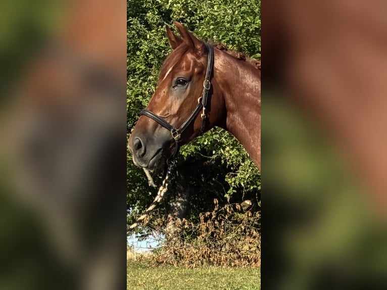Oldenburg Gelding 4 years 17 hh Chestnut-Red in Pfaffenhofen Weiler