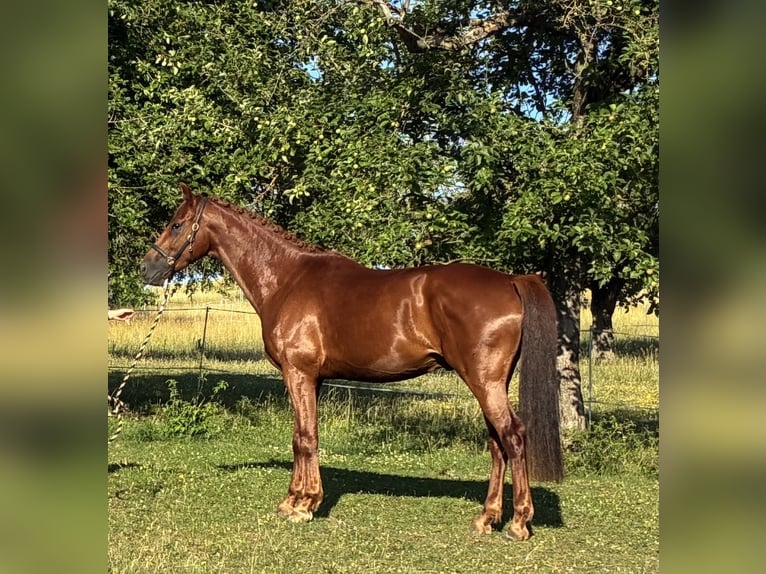 Oldenburg Gelding 4 years 17 hh Chestnut-Red in Pfaffenhofen Weiler