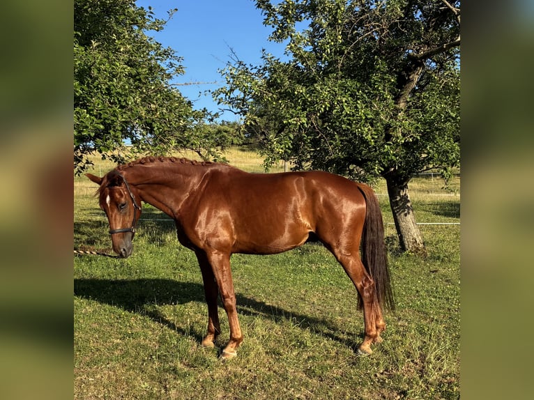 Oldenburg Gelding 4 years 17 hh Chestnut-Red in Pfaffenhofen Weiler