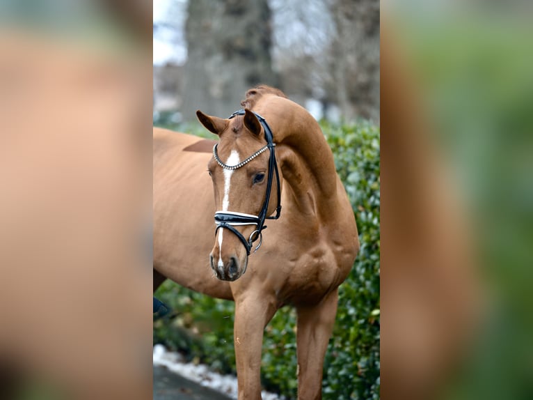 Oldenburg Gelding 4 years 17 hh Chestnut-Red in Vechta