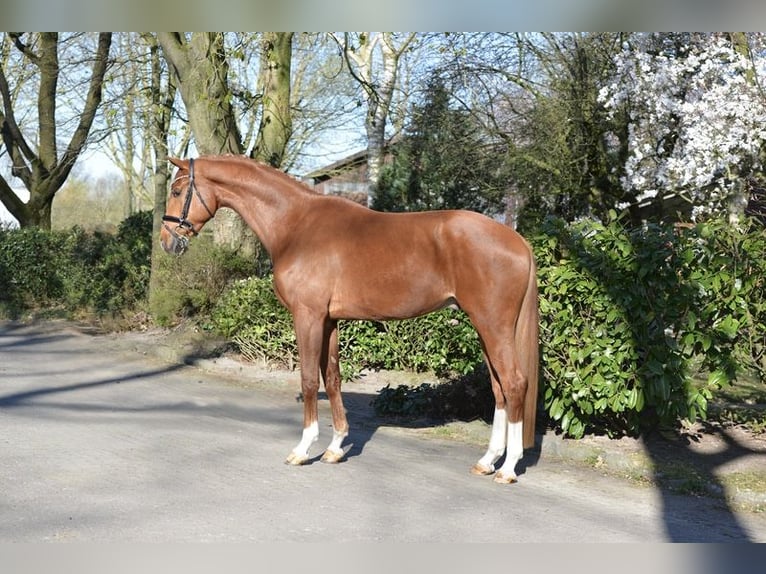 Oldenburg Gelding 4 years 17 hh Chestnut-Red in Visbek