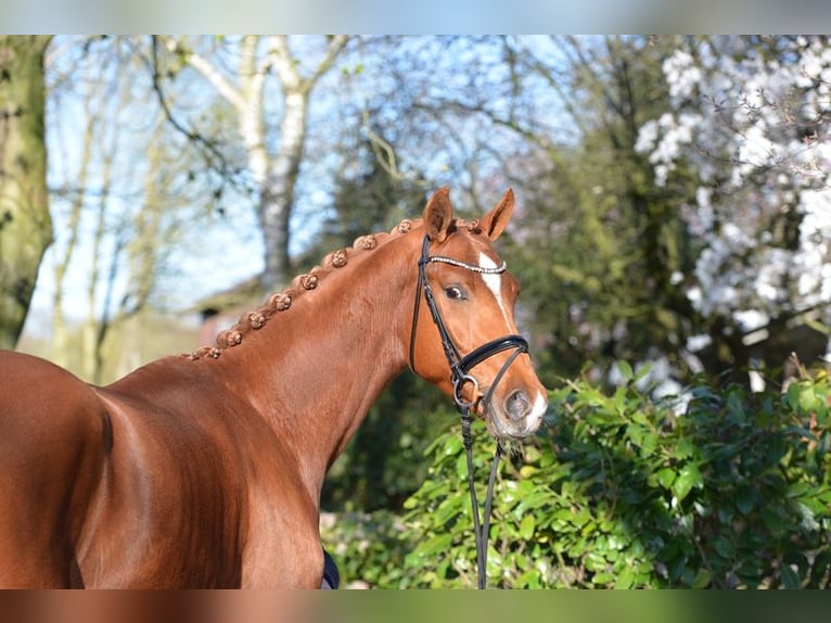 Oldenburg Gelding 4 years 17 hh Chestnut-Red in Visbek