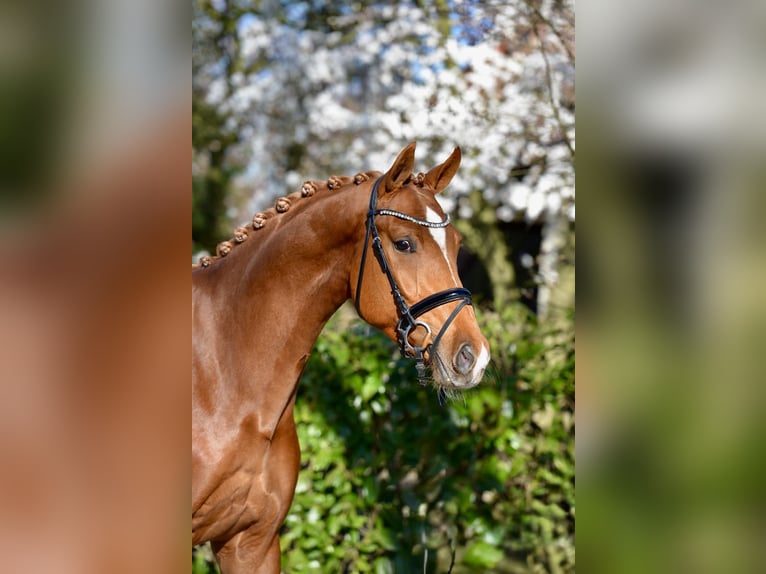 Oldenburg Gelding 4 years 17 hh Chestnut-Red in Visbek