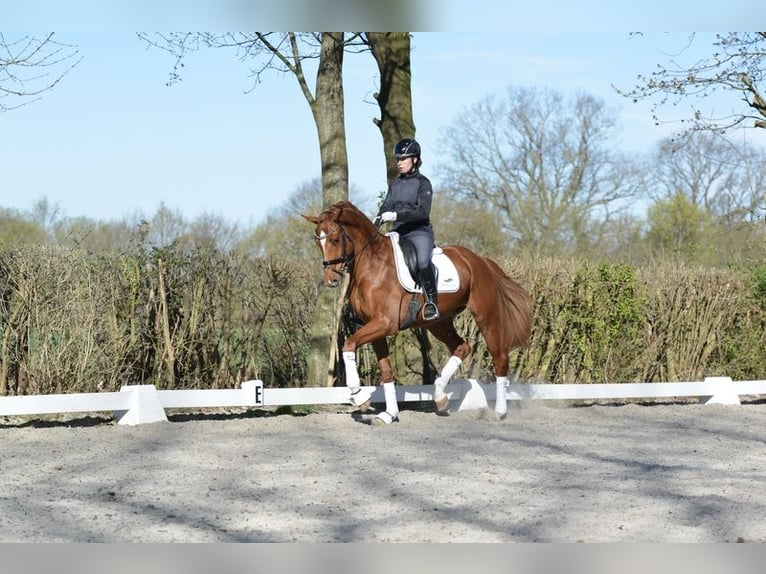 Oldenburg Gelding 4 years 17 hh Chestnut-Red in Visbek