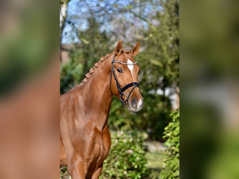 Oldenburg Gelding 4 years 17 hh Chestnut-Red in Visbek