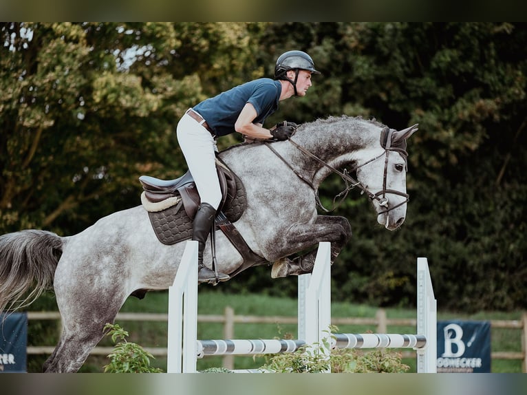 Oldenburg Gelding 4 years 17 hh Grey in Riedstadt