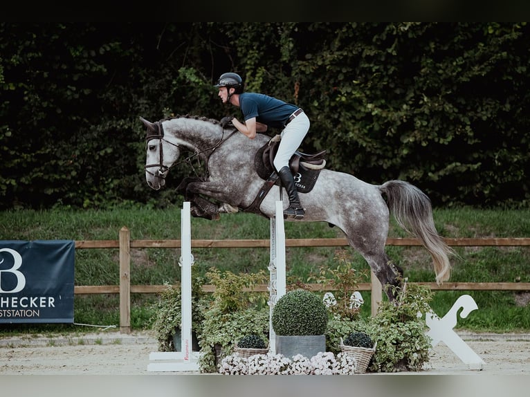 Oldenburg Gelding 4 years 17 hh Grey in Riedstadt