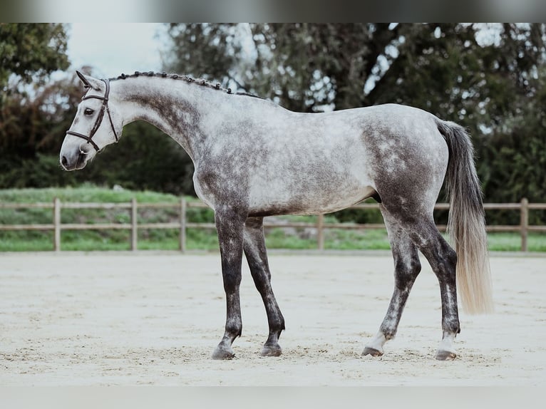 Oldenburg Gelding 4 years 17 hh Grey in Riedstadt