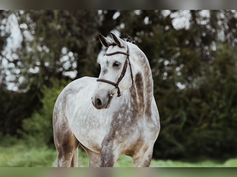 Oldenburg Gelding 4 years 17 hh Grey in Riedstadt