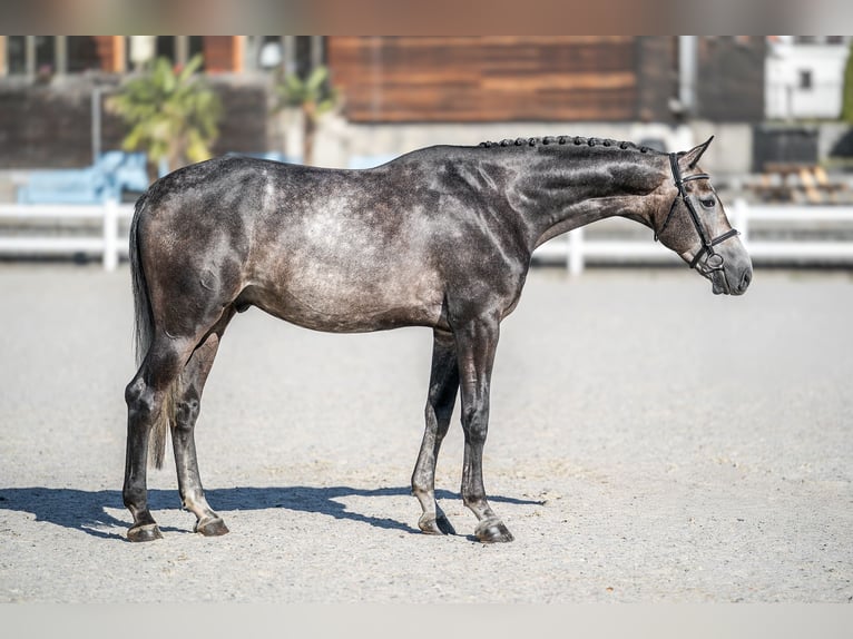 Oldenburg Gelding 4 years 17 hh Grey in Zduchovice