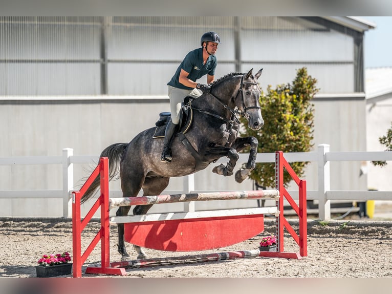 Oldenburg Gelding 4 years 17 hh Grey in Zduchovice