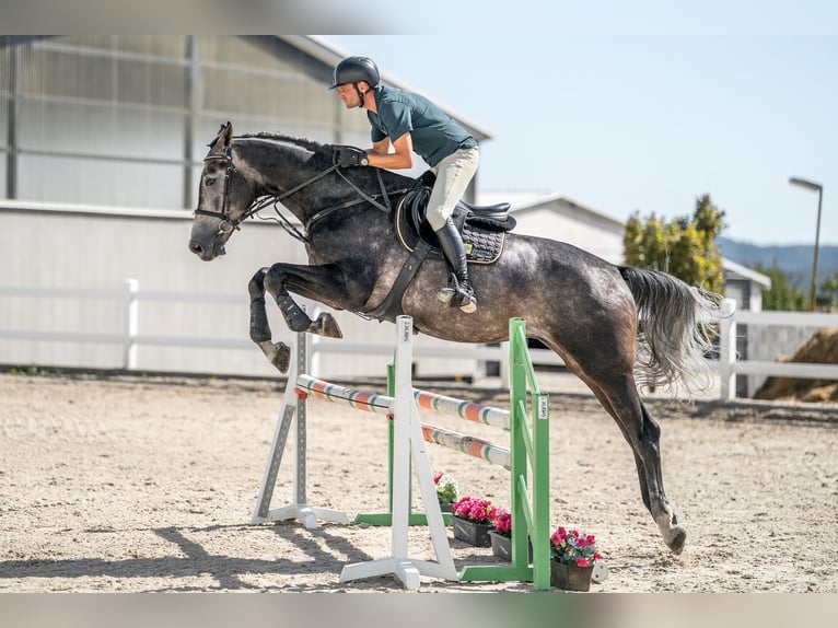 Oldenburg Gelding 4 years 17 hh Grey in Zduchovice