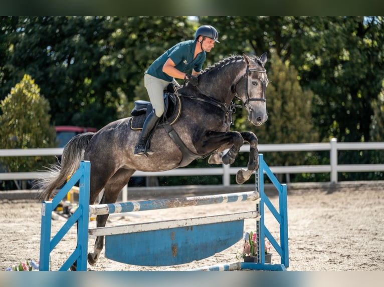 Oldenburg Gelding 4 years 17 hh Grey in Zduchovice