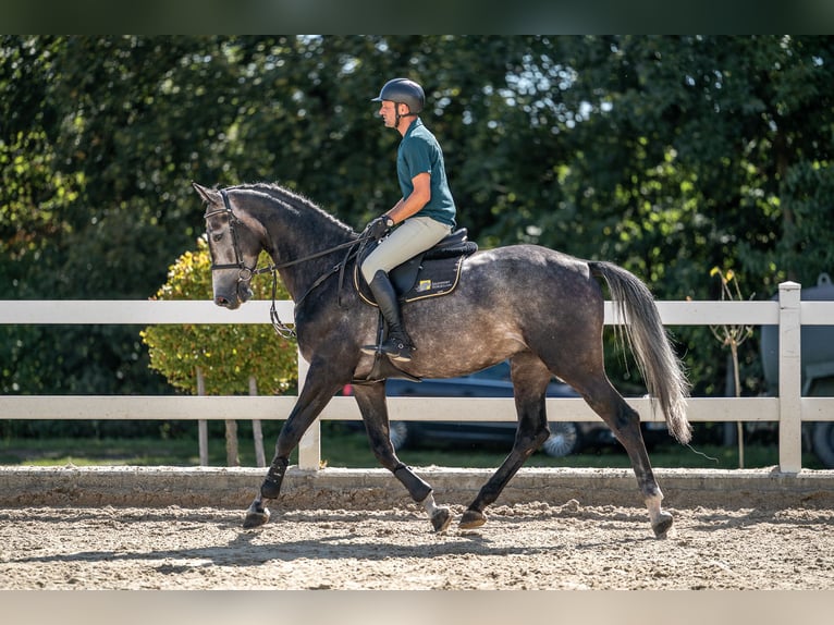 Oldenburg Gelding 4 years 17 hh Grey in Zduchovice