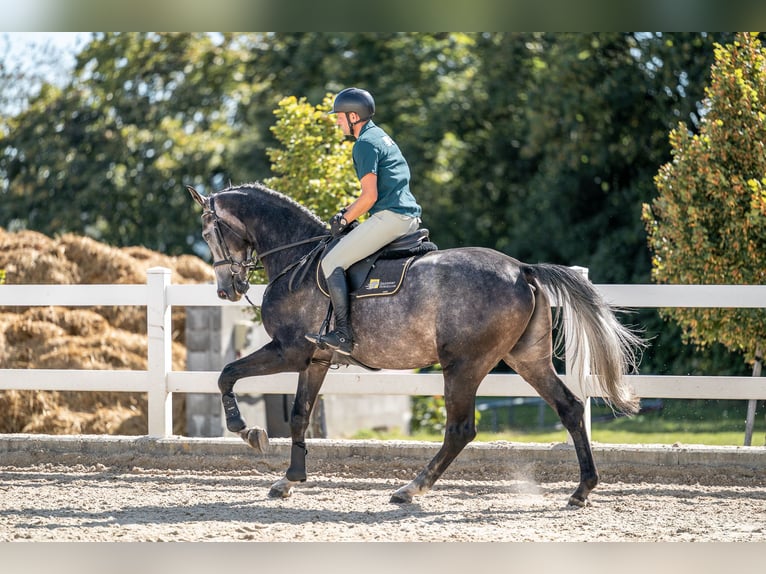 Oldenburg Gelding 4 years 17 hh Grey in Zduchovice