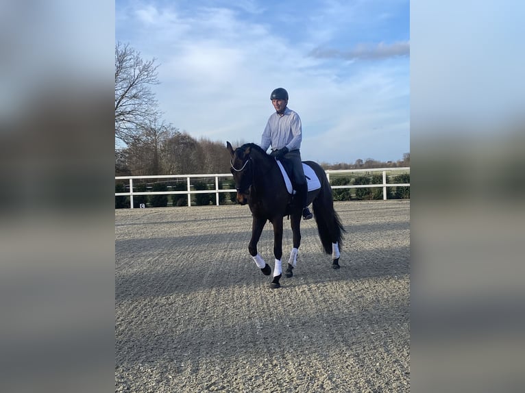 Oldenburg Gelding 4 years 17 hh Smoky-Black in Bocholt