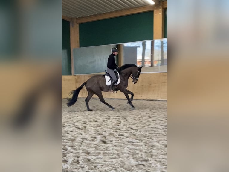 Oldenburg Gelding 4 years 17 hh Smoky-Black in Bocholt