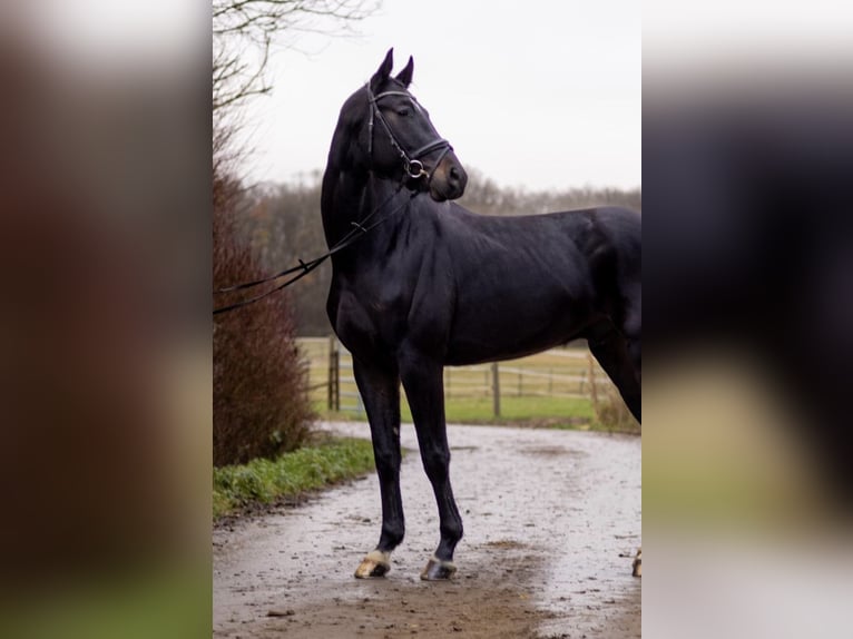 Oldenburg Gelding 4 years 17 hh Smoky-Black in Perl