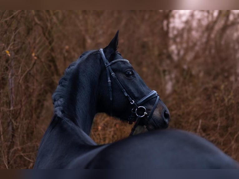 Oldenburg Gelding 4 years 17 hh Smoky-Black in Perl