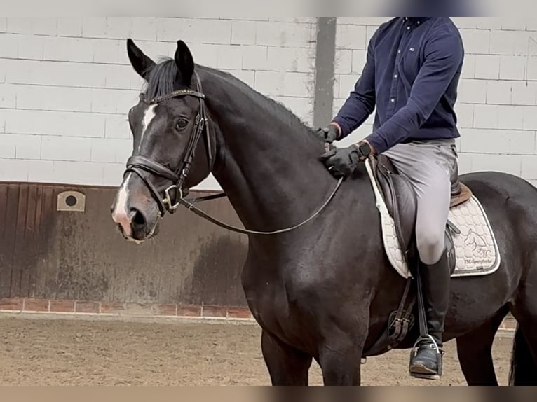 Oldenburg Gelding 4 years 17 hh Smoky-Black in Lohne (Oldenburg)