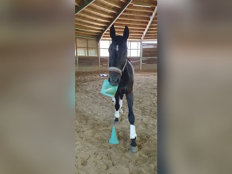 Oldenburg Gelding 4 years 17,1 hh Bay-Dark in Neuhausen