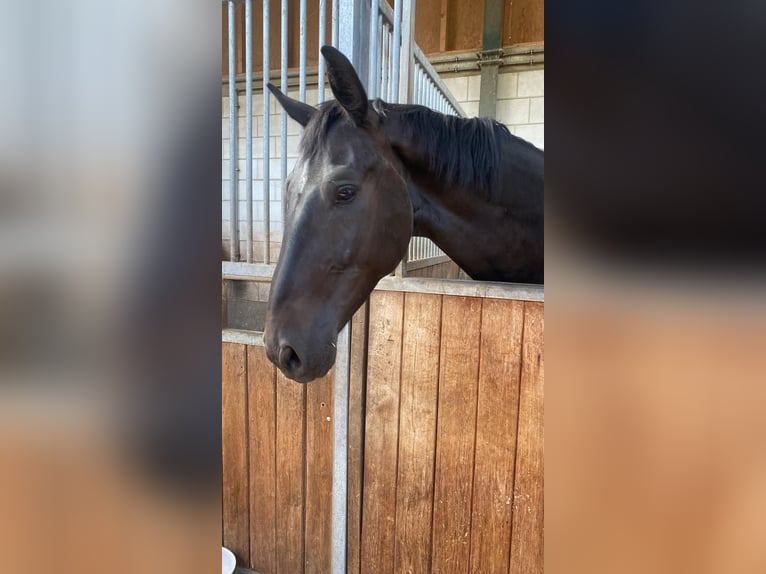 Oldenburg Gelding 4 years 17,1 hh Bay-Dark in Neuhausen