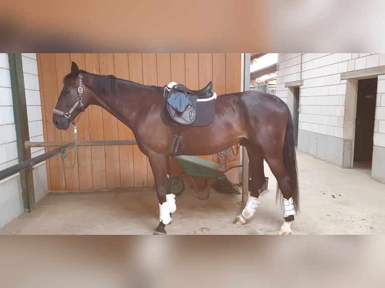 Oldenburg Gelding 4 years 17,1 hh Bay-Dark in Neuhausen