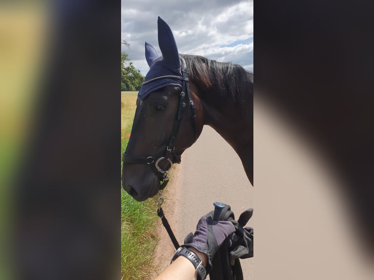 Oldenburg Gelding 4 years 17,1 hh Bay-Dark in Neuhausen