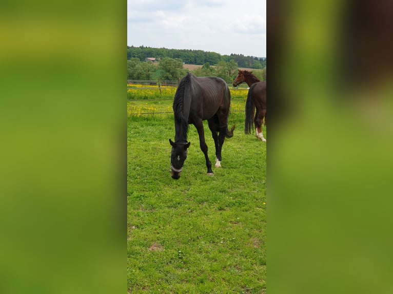 Oldenburg Gelding 4 years 17,1 hh Bay-Dark in Neuhausen