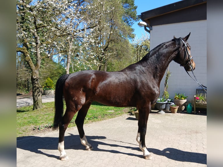 Oldenburg Gelding 4 years 17,1 hh Bay-Dark in Barenburg