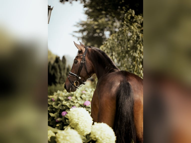 Oldenburg Gelding 4 years 17,1 hh Bay-Dark in H&#xF6;rstel