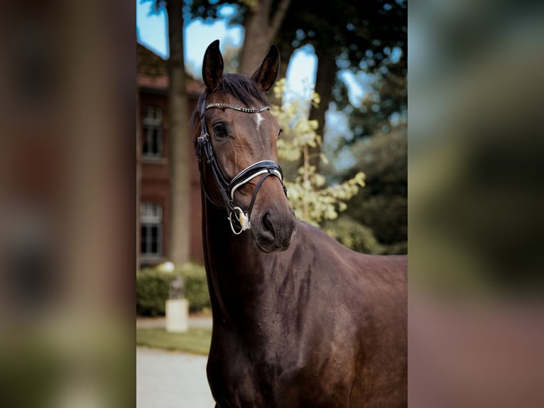 Oldenburg Gelding 4 years 17,1 hh Bay-Dark in H&#xF6;rstel