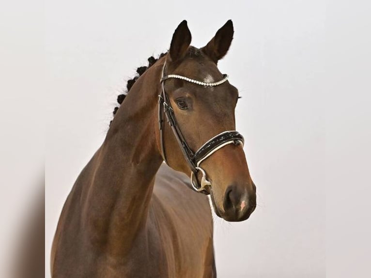 Oldenburg Gelding 4 years 17,1 hh Brown in Vechta