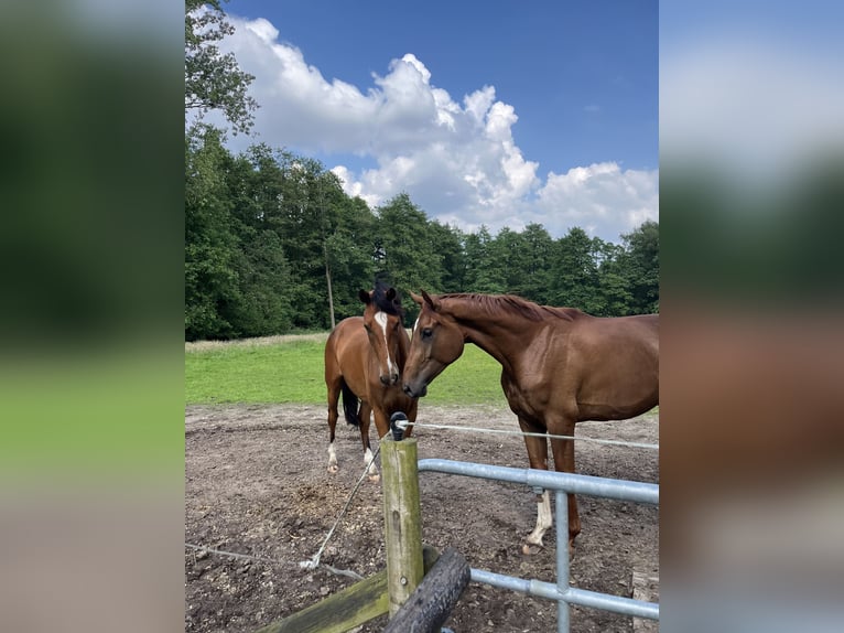 Oldenburg Gelding 4 years 17,1 hh Chestnut-Red in Bassum