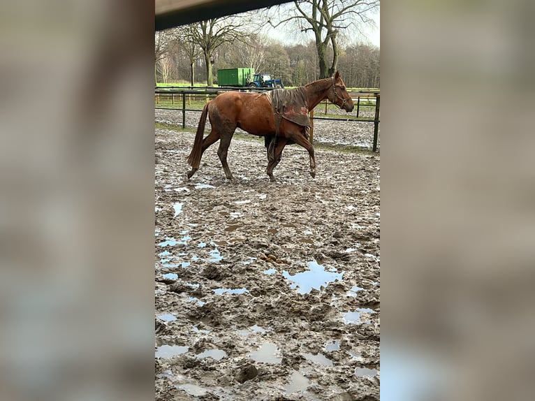 Oldenburg Gelding 4 years 17,1 hh Chestnut-Red in Bassum