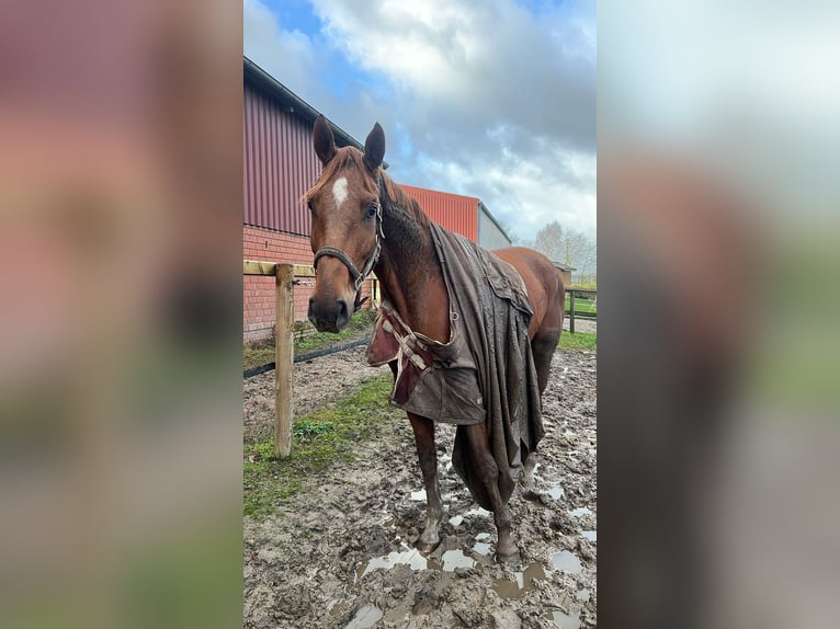 Oldenburg Gelding 4 years 17,1 hh Chestnut-Red in Bassum